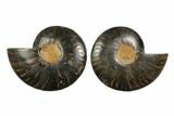Cut/Polished Ammonite Fossil - Unusual Black Color #132702-1